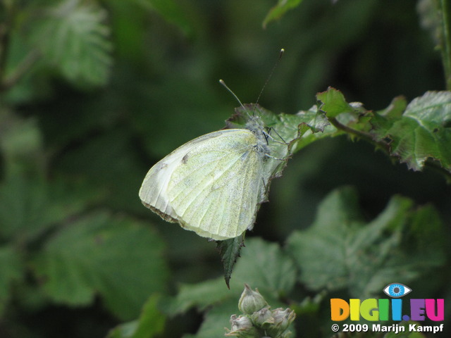 SX06875 Small White butterfly (Pieris rapae)